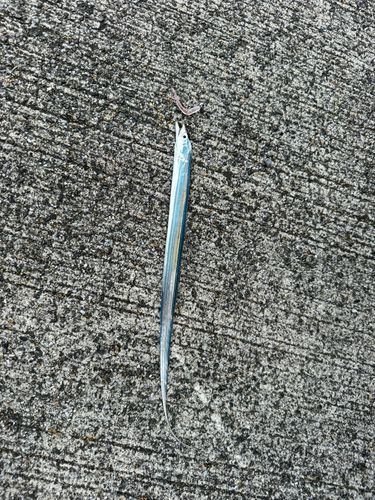 タチウオの釣果