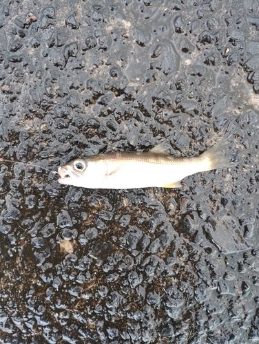 釣果