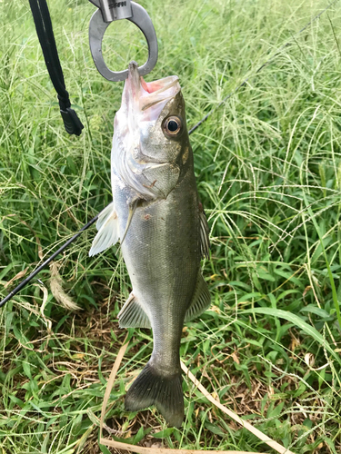 セイゴ（マルスズキ）の釣果