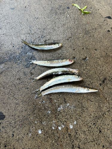 ウルメイワシの釣果