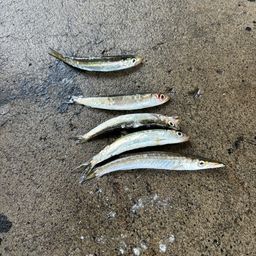 ウルメイワシ