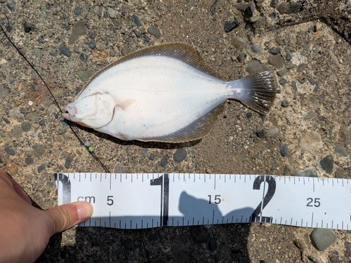 イシガレイの釣果