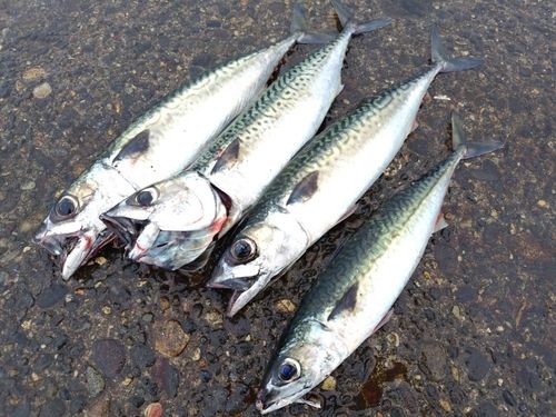 サバの釣果