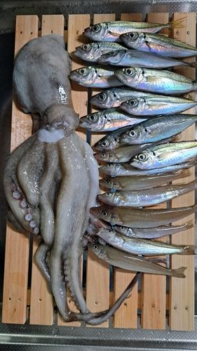 シロギスの釣果