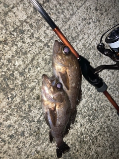 シロメバルの釣果