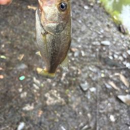 ラージマウスバス