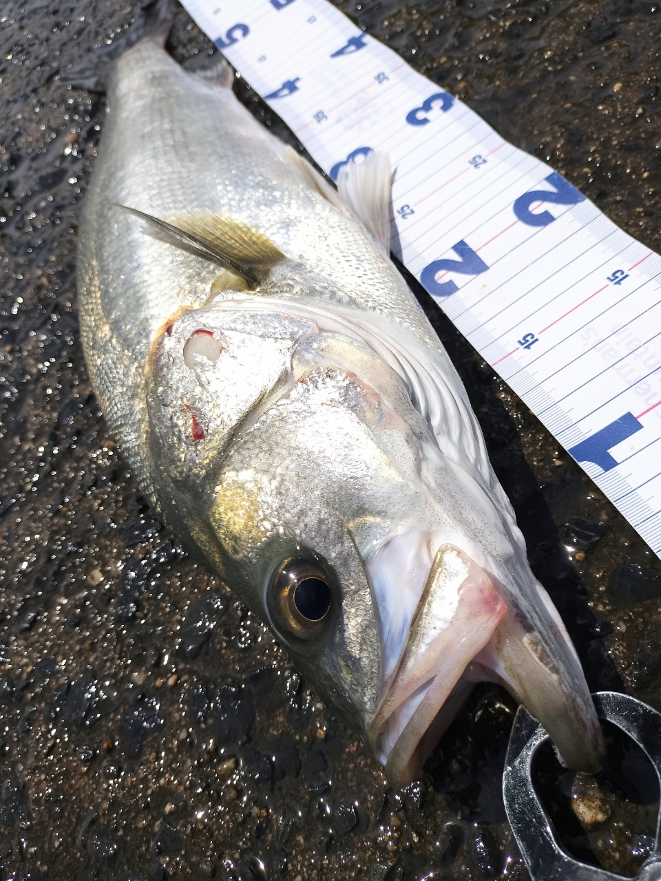 SHIMANO 20ルナミス S90MLの最安値・インプレ・釣果 | 本音の