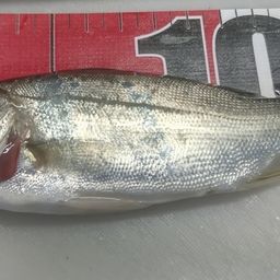 セイゴ（マルスズキ）