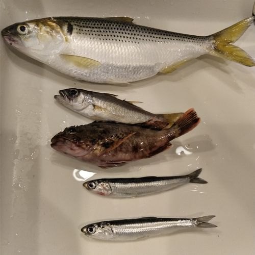 イワシの釣果