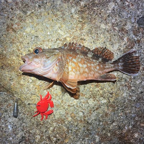 カサゴの釣果