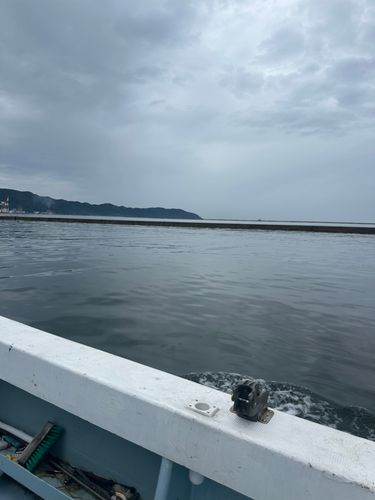 ケンサキイカの釣果