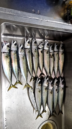 サバの釣果