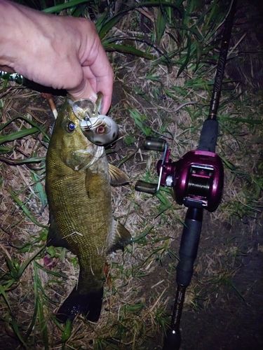 スモールマウスバスの釣果
