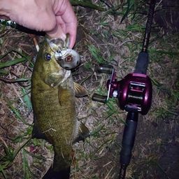 スモールマウスバス