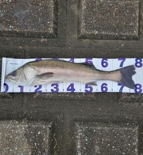 スズキの釣果