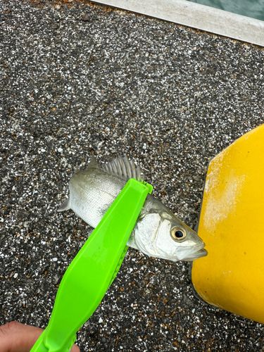 セイゴ（ヒラスズキ）の釣果