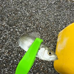 セイゴ（ヒラスズキ）