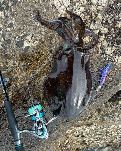 アオリイカの釣果