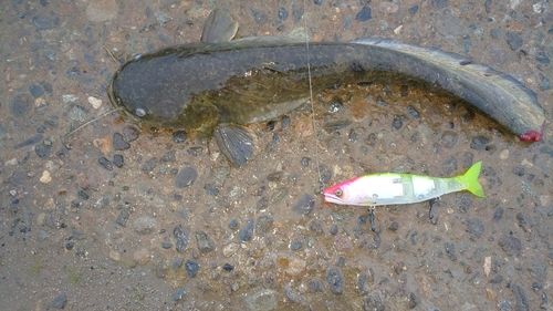 ナマズの釣果