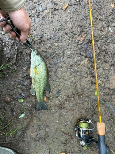 ラージマウスバスの釣果