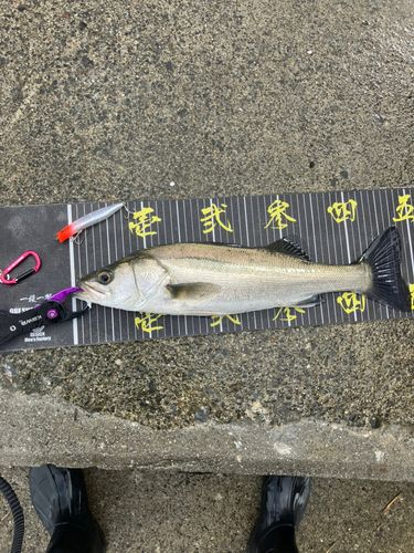 セイゴ（マルスズキ）の釣果
