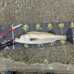 セイゴ（マルスズキ）