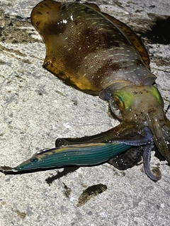 アオリイカの釣果