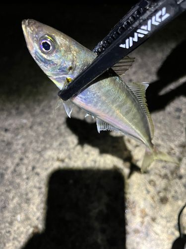 マアジの釣果