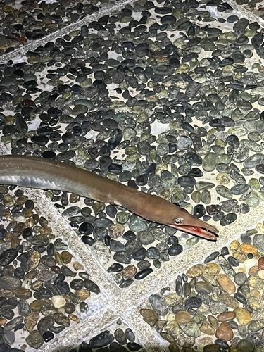 ダイナンウミヘビの釣果