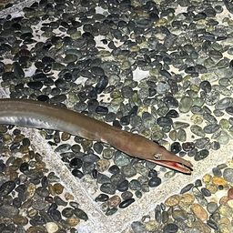 ダイナンウミヘビ