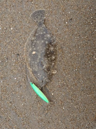 ソゲの釣果