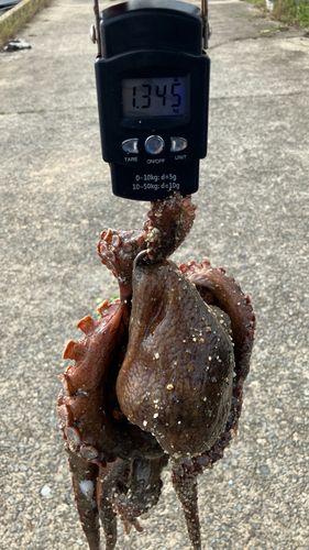 タコの釣果