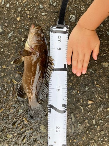 クエの釣果