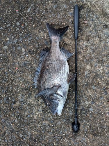 クロダイの釣果