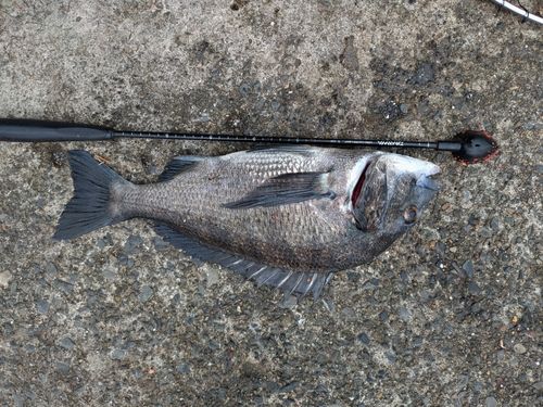 クロダイの釣果