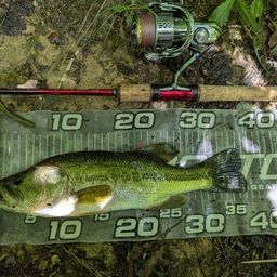 ラージマウスバス