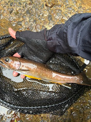 イワナの釣果
