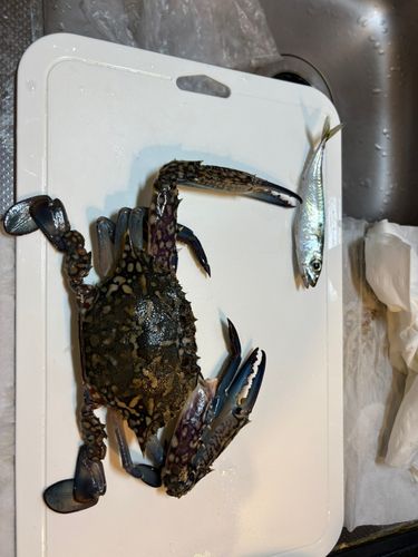 タイワンガザミ