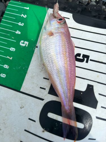 ソコイトヨリの釣果