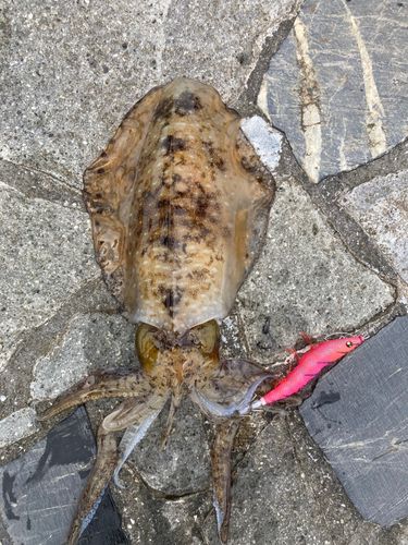 アオリイカの釣果