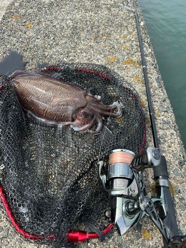 コウイカの釣果