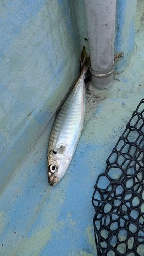 マルアジの釣果