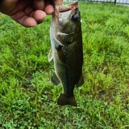 ラージマウスバス