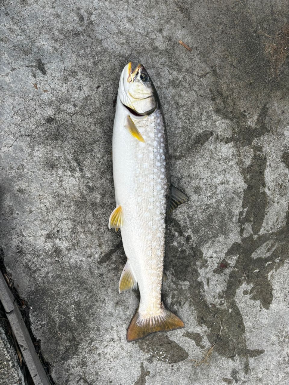 ウミアメ
