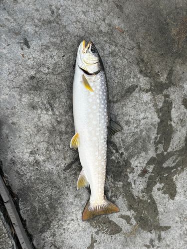 ウミアメの釣果