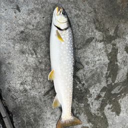 ウミアメ
