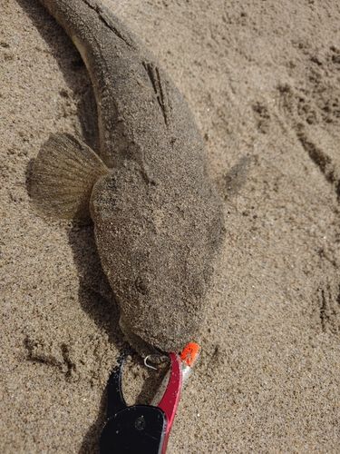 マゴチの釣果