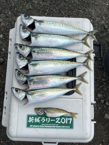 サバの釣果