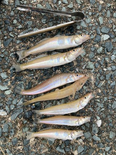 キスの釣果