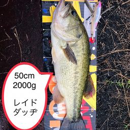 ブラックバス